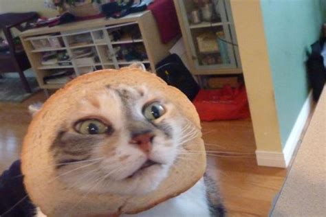 Cats At Pawfront Of Breading Meme Oddstuff Nz