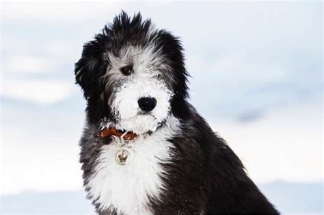 Mini sheepadoodles are intelligent, playful and calm tempered. 11 Things you Have to Know before Owning a Sheepadoodle ...