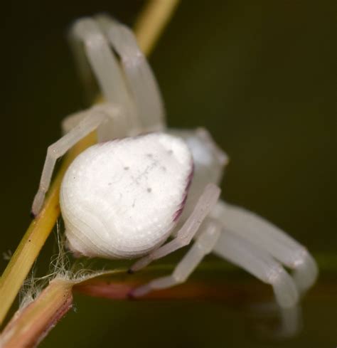 Goldenrod Crab Spider Misumena Vatia Bugguidenet