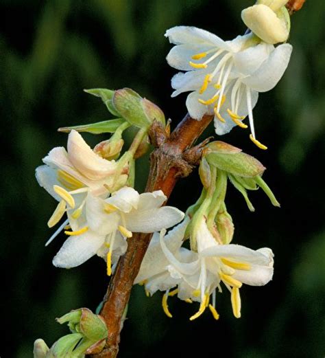 Buy Lonicera X Purpusii Winter Beauty This Is A Must For The Winter