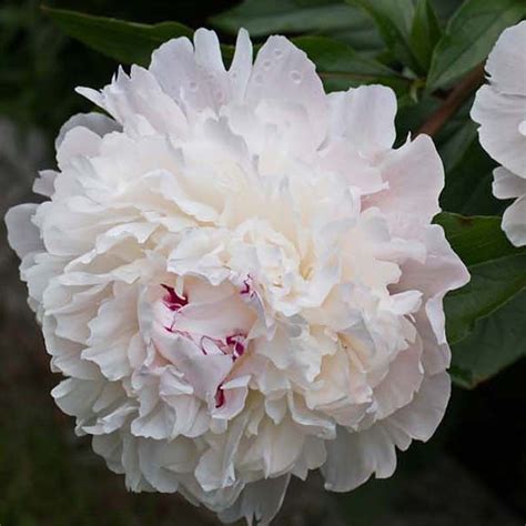 paeonia officinalis alba plena pivoine officinale vivace à fleurs doubles blanc rosé puis