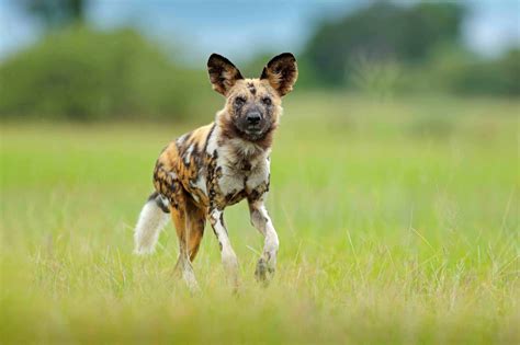 30 African Wild Dog Facts You Cannot Miss