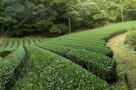 Shizuoka Green Tea Experience Japan Travel Shop