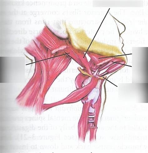 Figure Extrinsic Laryngeal Muscles Diagram Quizlet