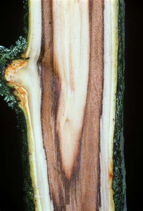 Apple Canker Photograph By Dr Jeremy Burgessscience Photo Library