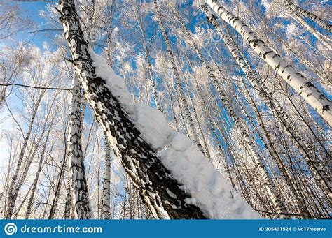 Snow Covered Trunks Of Birches Streaming Into A Bright Blue Sky On A