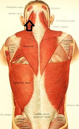 The muscles of the lower back, including the erector spinae and quadratus lumborum muscles, contract to extend and laterally bend the vertebral column. Flashcards - Back Muscles List & Flashcards | Study.com