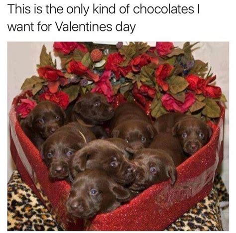 Funny Happy Valentine Meme Dog Bread