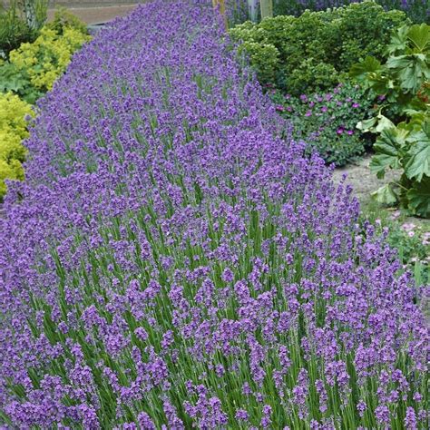 Cottage Farms Direct Perennials 3 Piece Munstead Lavender