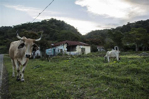 Banco De Imagens Pasto Bovino Montanhas área Rural Céu Pastagem