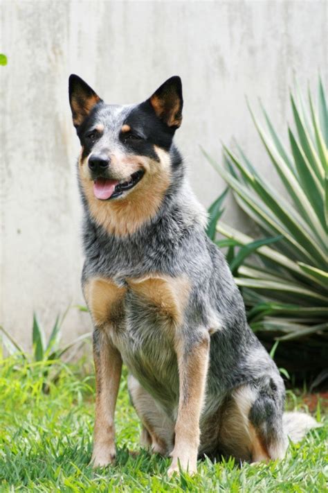 Australian Cattle Dog Breed Information And Photos