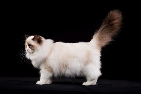 Others are valued for their lack of it. Ragdoll cat price range. Ragdoll Kittens for Sale cost ...