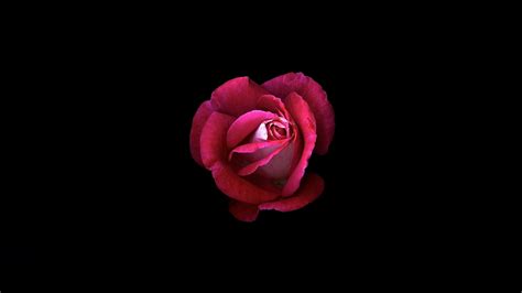 3840x2160 Red Rose Dark Oled 4k Hd 4k Wallpapers Images Backgrounds