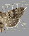 Moth Wing Nomenclature - BugGuide.Net