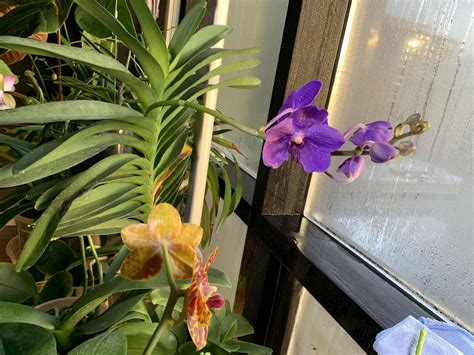 Indoor Vanda Orchid Care Here But Not