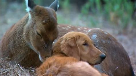 Amy The Deer And Her Golden Retriever Ransom Odd Animal Couples Odd