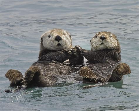 07072020 Virtual Program Sea Otters Return From Near Extinction