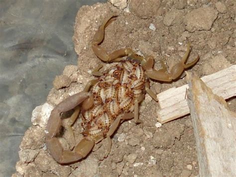 Web Del Escorpion Reproduccion De Los Alacranes Arachnids Scorpion Spider