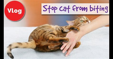 How To Get My Cat To Stop Attacking Me Cat Lovster