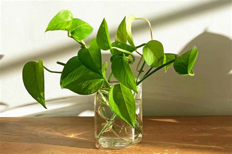 How To Propagate A Plant Everything You Need To Know Brightly