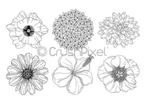 Collection Set Of Summer Flowers Botanical Line Art Illustration