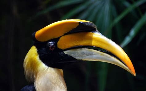 Top 10 Birds With Amazing Beaks The Mysterious World