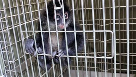 Resguaran A Crías De Monos Araña Que Eran Transportadas De Manera
