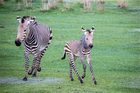 Disneys Animal Kingdom Welcomes Two Baby Zebras To Kilimanjaro Safaris