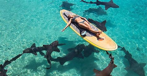 Woman Swims With Sharks To Save Their Lives Videos The Dodo