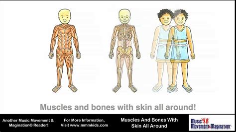 A lesson on human skeletal system. Muscles And Bones With Skin All Around - YouTube