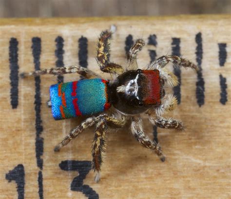 Dancing Peacock Spider Size Two New Species Of Peacock Spiders Discovered In Australia Biology