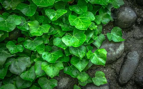 Green Leaves Ivy From Vines Plants Rocks Stones Wallpaper Hd For