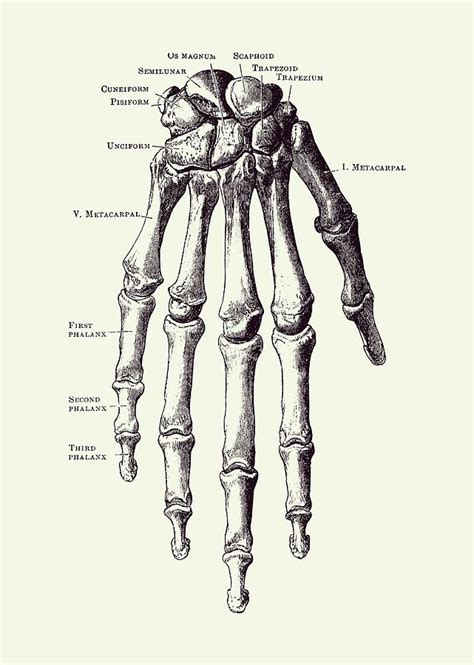 Hand Bone Anatomy Ubicaciondepersonas Cdmx Gob Mx