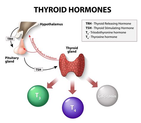 This Is How Your Thyroid Works Platform Cme