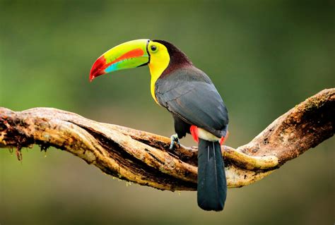 Astonishing Reduction In Bird Habitats Found In Colombia