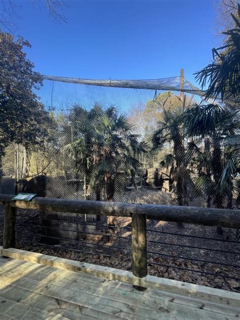 Zoo Atlanta Drill And Wolfs Guenon Exhibit Zoochat