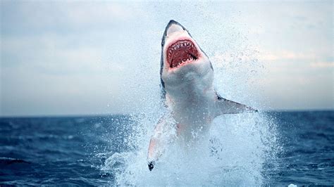 The Extinction Of Sharks One Of The Oceans Most Feared Predators