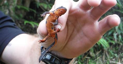 Fire Bellied Newt Imgur