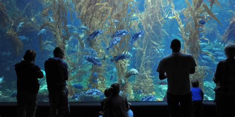 Beste Sightseeing Birch Aquarium 2023 Kostenlos Stornierbar