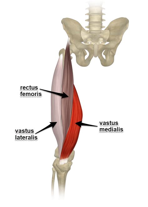 The Quadriceps Muscles Yoganatomy