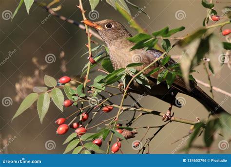 Grey Winged Black Bird Female Stock Photo Image Of Bird Nature