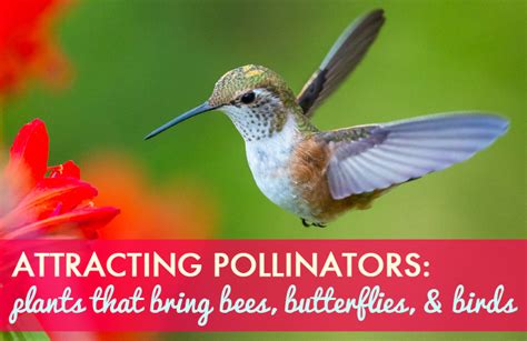 It's tough enough to withstand drought, but it also tolerates even the coldest winters. HOW TO: Attracting pollinators, flowers that encourage ...