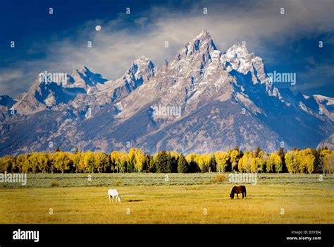 Horses Grazing In Pasture With Teton Mountains Grand Teton National