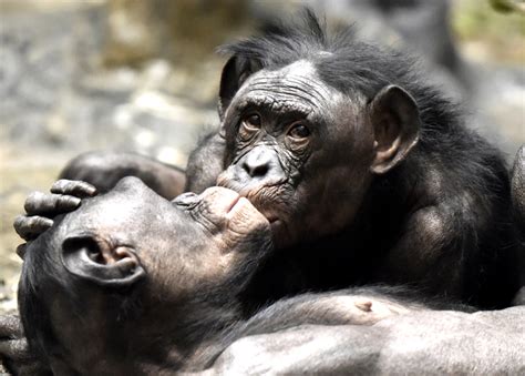 Heres What Complex Primate Societies Can Teach Us About Sex And Gender