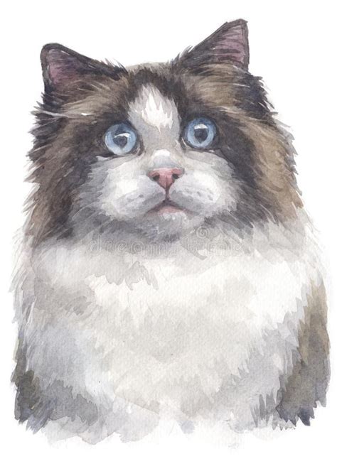 Water Colour Painting Of Ragdoll Cat Bright Blue Eyes 016 Stock