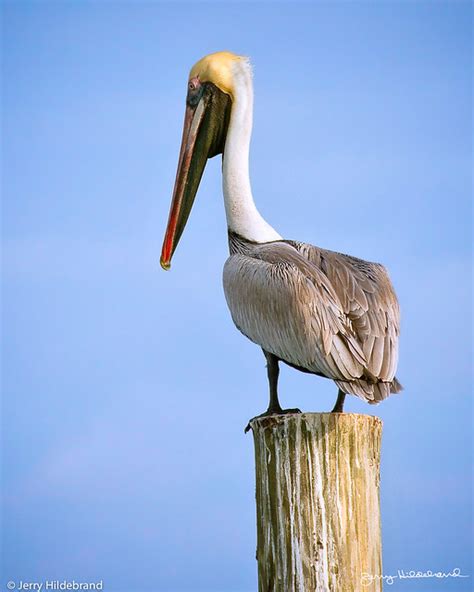 Brown Pelican Perched On Dock Flickr Photo Sharing