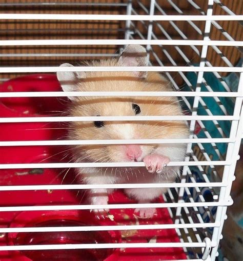 29 Interesting And Fun Hamster Facts For Kids 2022