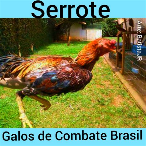 Galos De Combate Brasil 2021 Um Dos Galos Mais Famosos Do Brasil