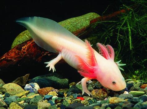 Facts About Axolotl The Mexican Salamander Hubpages