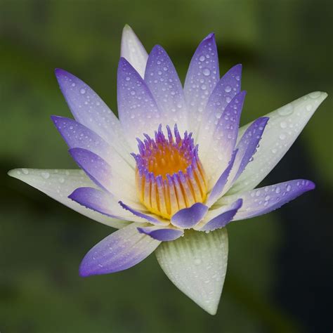 Purple Lily By Edson Reyes On 500px Purple Lily Lily Water Lilies